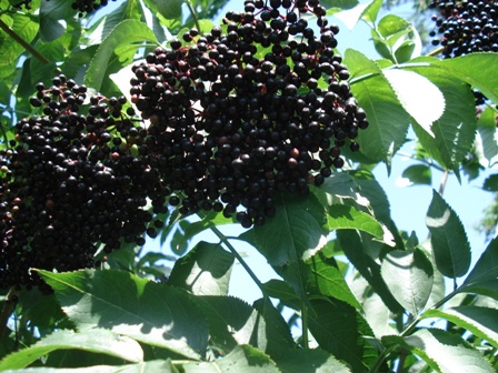   (Sambucus nigra L.).