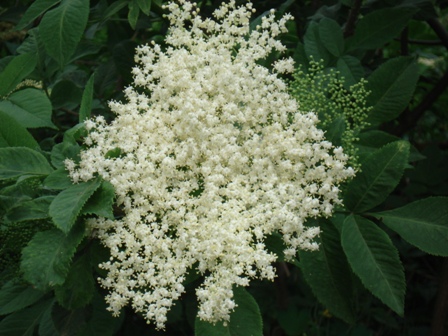   (Sambucus nigra L.).