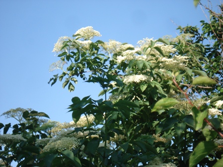   (Sambucus nigra L.).