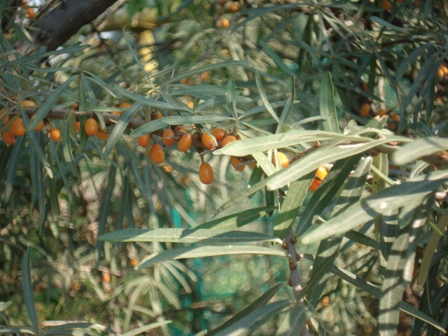   (Hippophae rhamnoides L.).