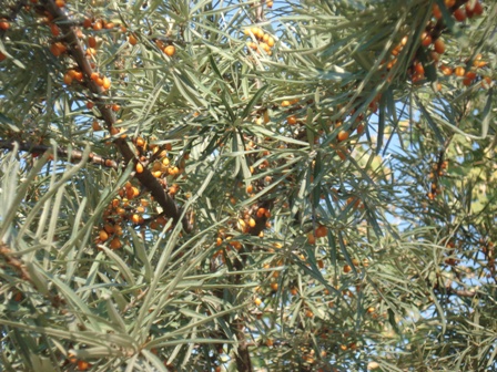   (Hippophae rhamnoides L.).