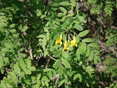   (Caragana arborescens),  .