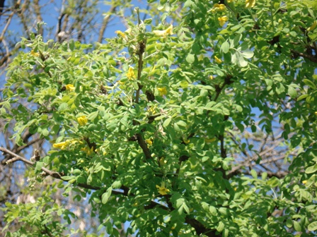   (Caragana arborescens),  .