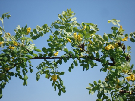   (Caragana arborescens),  .