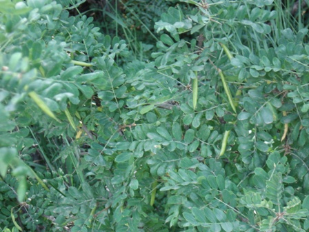   (Caragana arborescens),  .