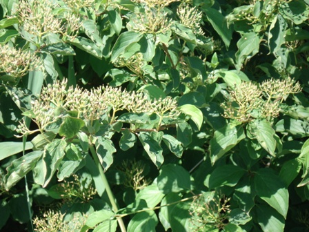   (Frangula alnus),   (Rhamnus frangula).