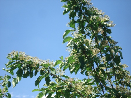   (Frangula alnus),   (Rhamnus frangula).