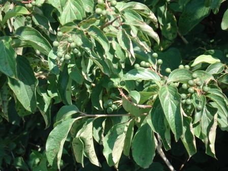   (Frangula alnus),   (Rhamnus frangula).