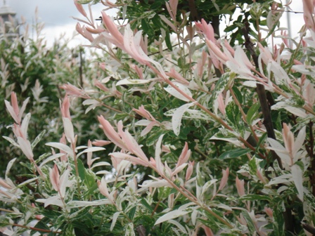   - (Salix integra Hakuro-nichiki)