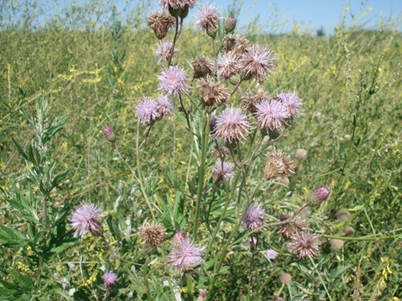  ,   (Cirsium setosum),  ,  .