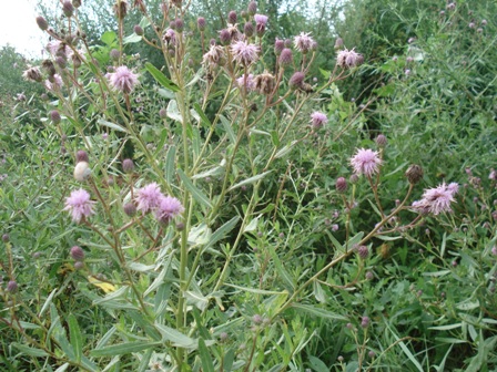  ,   (Cirsium setosum),  ,  .