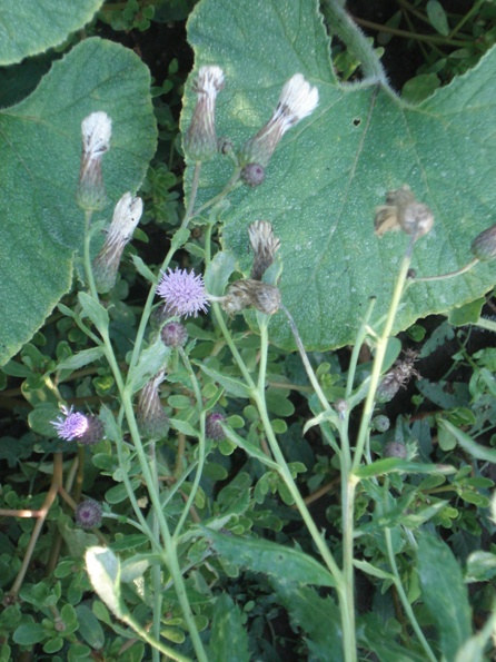  ,   (Cirsium setosum),  ,  .