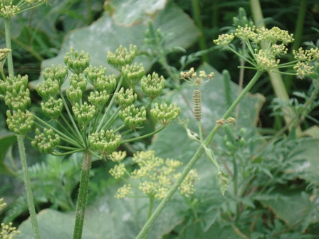   (Heracleum sosnowskyi),   