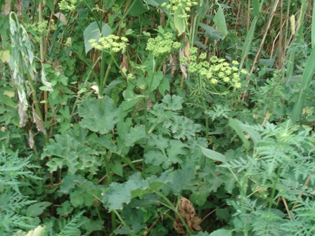   (Heracleum sosnowskyi),   