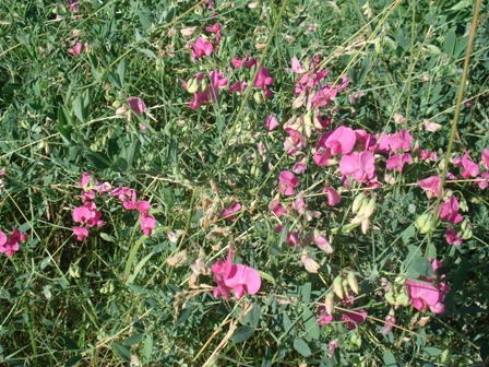   (Lathyrus tuberosus L),  ,  .