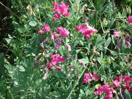   (Lathyrus tuberosus L),  ,  .