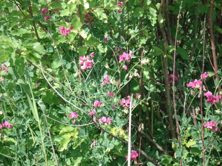   (Lathyrus tuberosus L),  ,  .