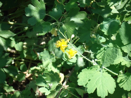   (Chelidonium majus L.),  , ,  ,  ..