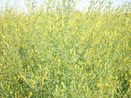  ,   (Melilotus officinalis L.).
