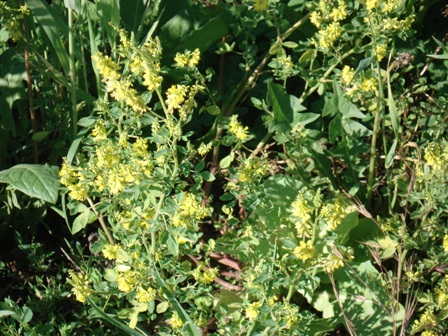  ,   (Melilotus officinalis L.).
