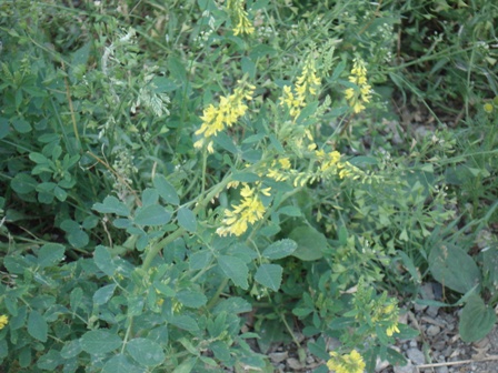  ,   (Melilotus officinalis L.).