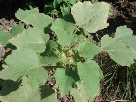   (Xanthium strumarium L),   (Xanthium californicum),  , ,  ,  ,   