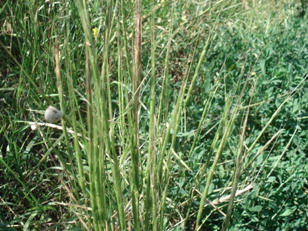   (Aegilops cylindrica),  .