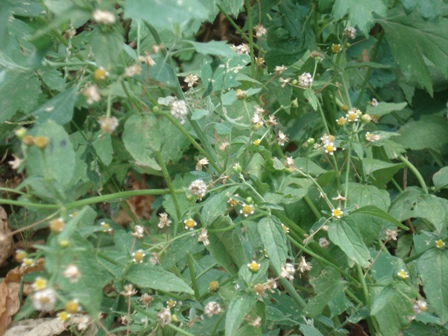   (Galinsoga parviflora) 