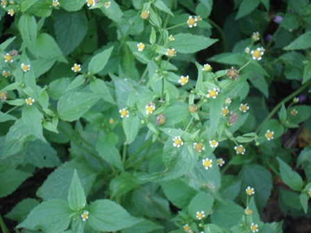   (Galinsoga parviflora) 