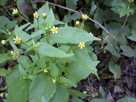   (Galinsoga parviflora) 