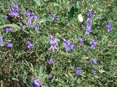   (Delphinium dictyocapum),  ,  , ,  (Delphinium L.), ,   (Consolida regalis) 