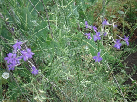   (Delphinium dictyocapum),  ,  , ,  (Delphinium L.), ,   (Consolida regalis) 