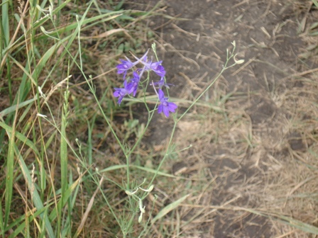   (Delphinium dictyocapum),  ,  , ,  (Delphinium L.), ,   (Consolida regalis) 