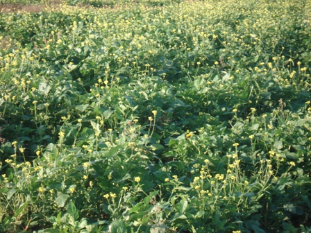   (Sinapis arvensis),   