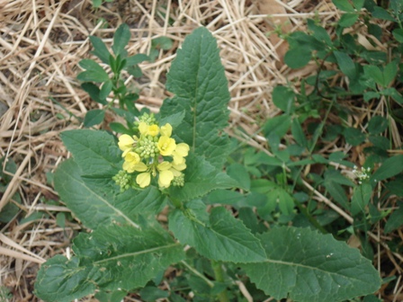   (Sinapis arvensis),   
