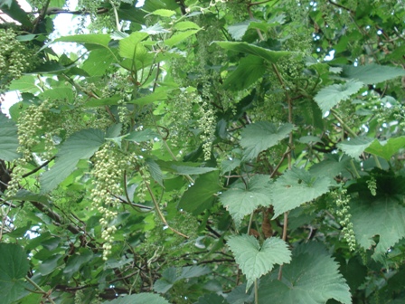   (Humulus lupulus),  ,  ,  ,   