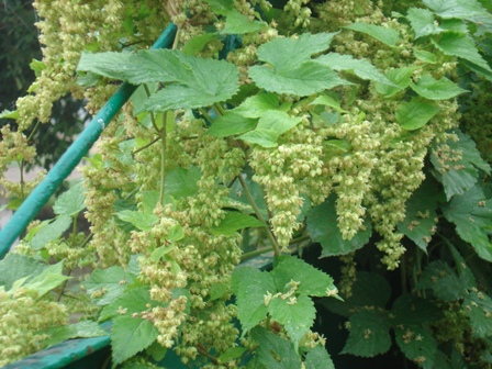   (Humulus lupulus),  ,  ,  ,   