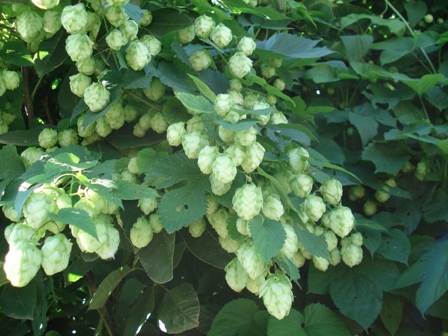   (Humulus lupulus),  ,  ,  ,   