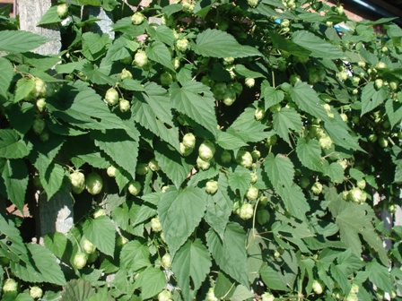   (Humulus lupulus),  ,  ,  ,   