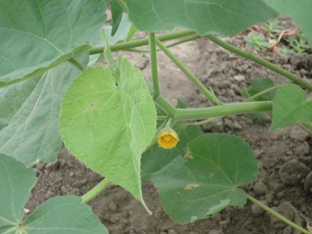   (Abutilon Theophrastii) 