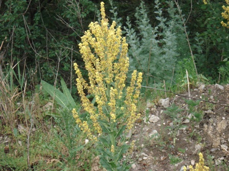  ,   (Verbascum Marschallia).