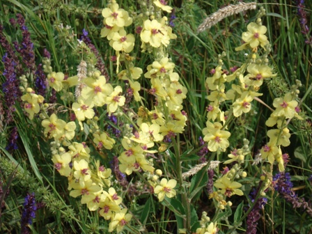  ,   (Verbascum Marschallia).