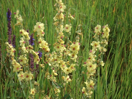  ,   (Verbascum Marschallia).