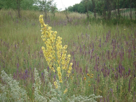  ,   (Verbascum Marschallia).