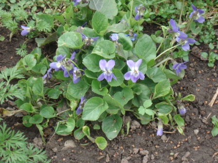   (Viola odorata),   