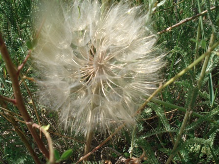   (Tragopogon pratensis),   (Tragopogon dubius) 