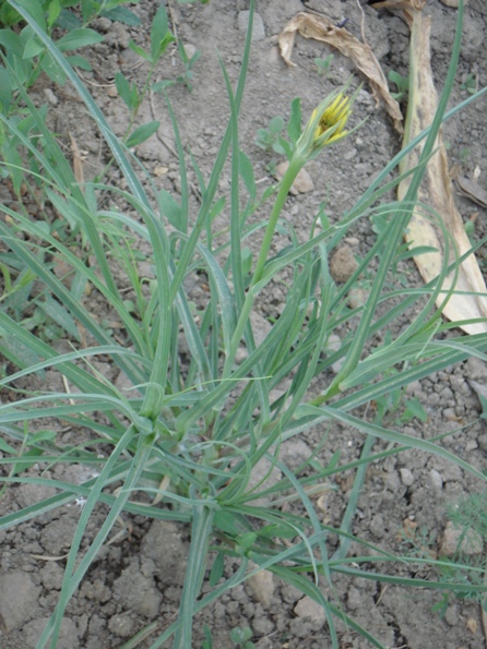   (Tragopogon pratensis),   (Tragopogon dubius) 