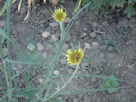   (Tragopogon pratensis),   (Tragopogon dubius) 