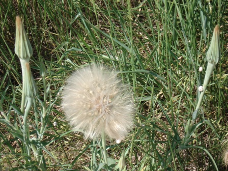   (Tragopogon pratensis),   (Tragopogon dubius) 