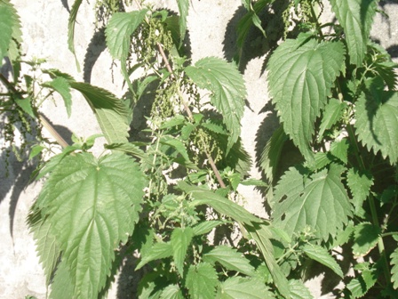   (Urtica dioica L.).